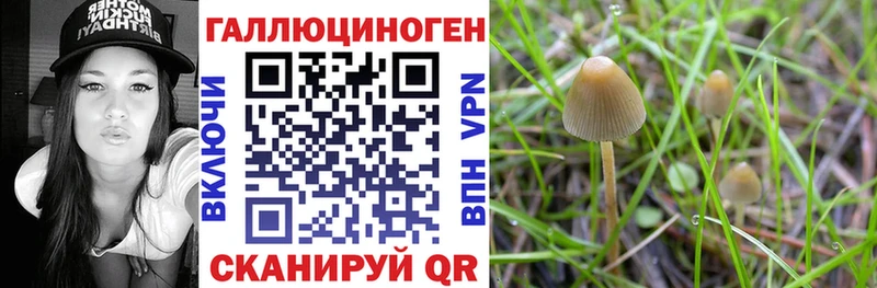 Галлюциногенные грибы Psilocybine cubensis  Катайск 
